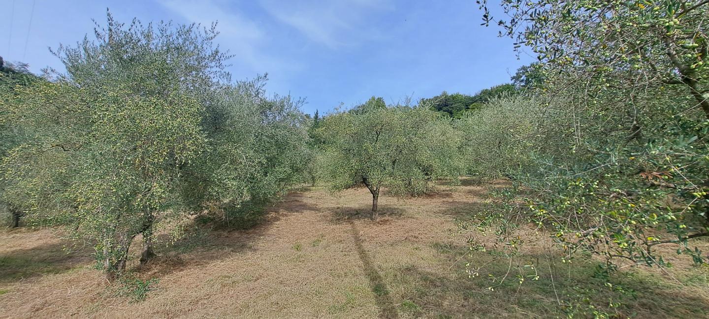 Terreno Agricolo in vendita a Castelfranco di Sotto