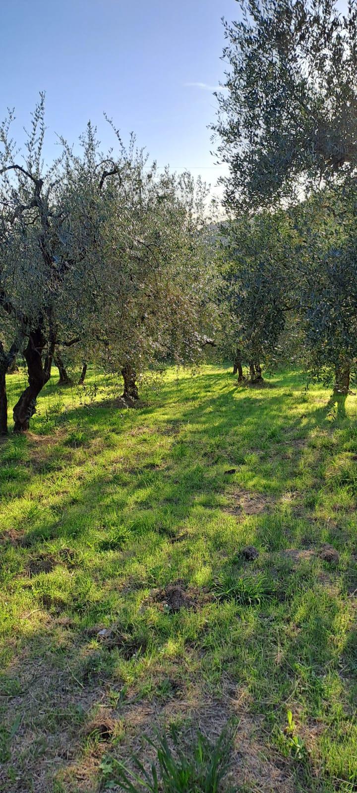 Terreno Agricolo in vendita a Castelfranco di Sotto