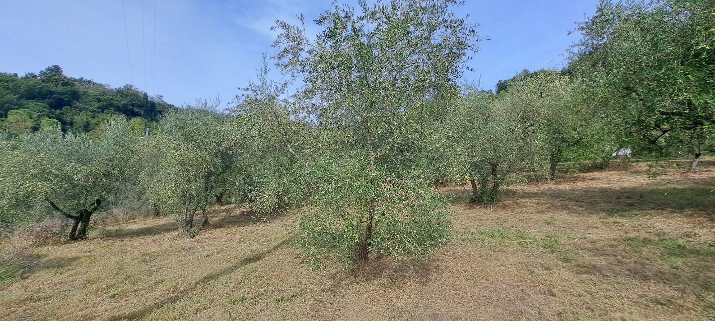 Terreno Agricolo in vendita a Castelfranco di Sotto