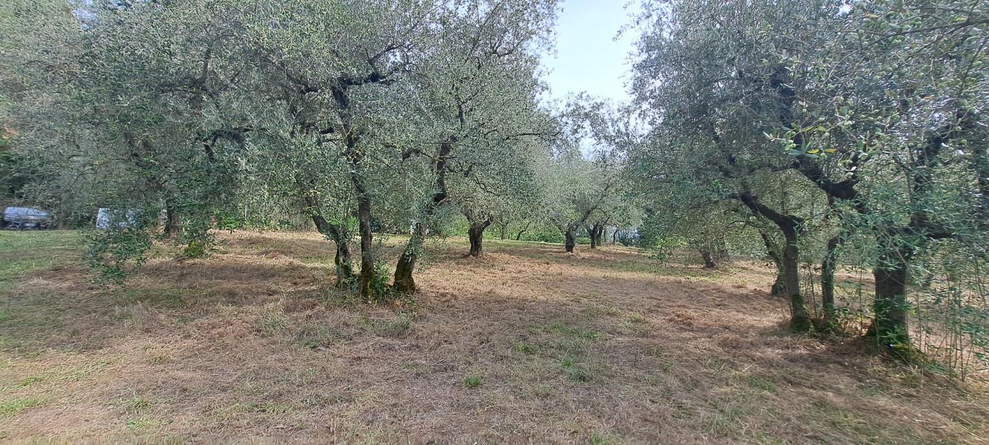 Terreno Agricolo in vendita a Castelfranco di Sotto