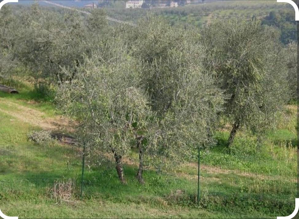 Terreno Agricolo in vendita, Capraia e Limite castra