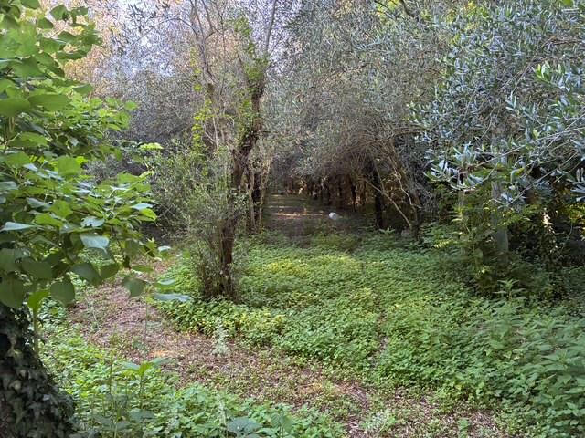Casa vacanza 3 Locali con giardino, Buti cascine