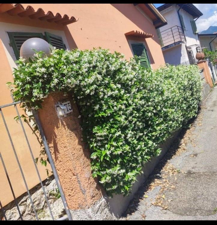 Casa indipendente arredata in affitto, Montignoso cinquale