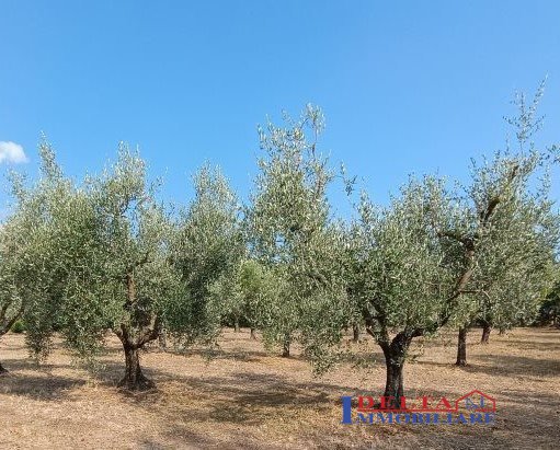 Terreno in vendita, Rosignano Marittimo rosignano solvay