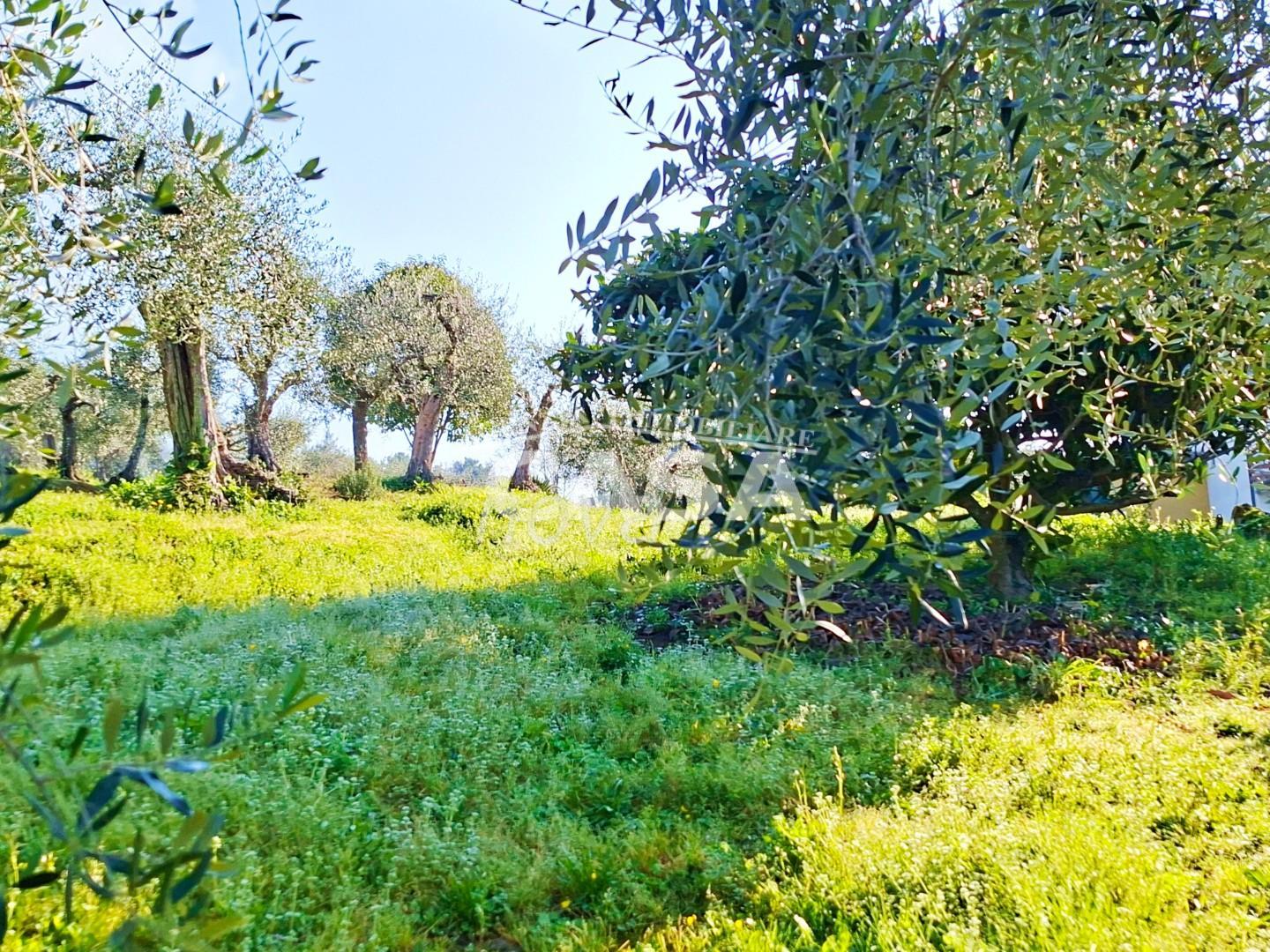 Terreno Edificabile in vendita a Buti