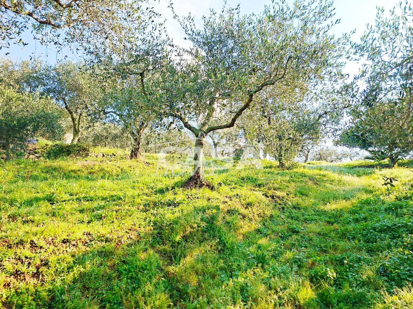 Terreno Edificabile in vendita a Buti