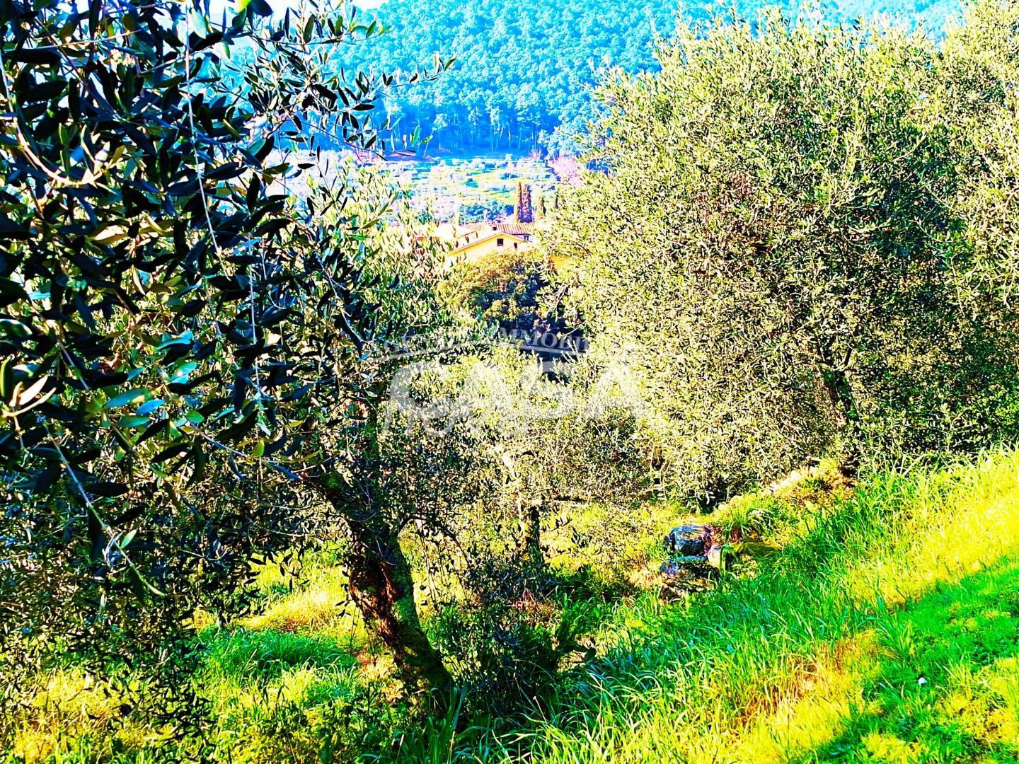 Terreno Edificabile in vendita a Buti