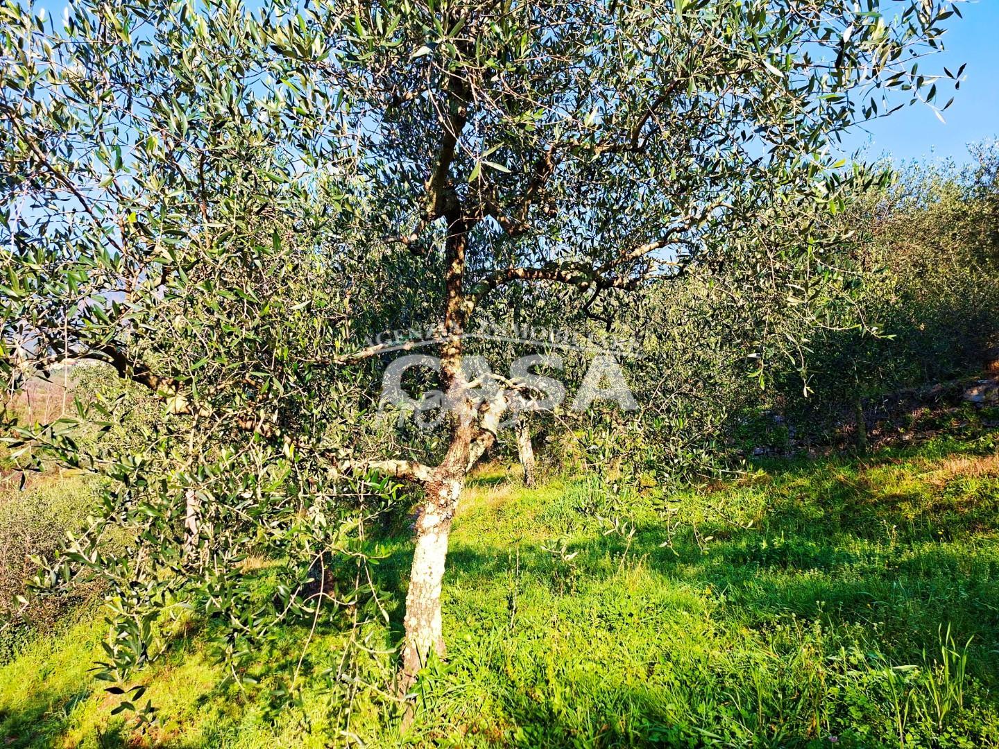 Terreno Edificabile in vendita a Buti