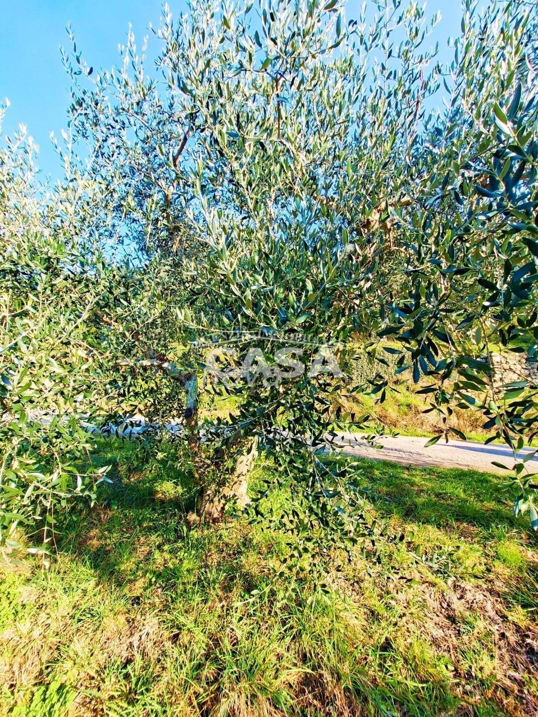 Terreno Edificabile in vendita a Buti