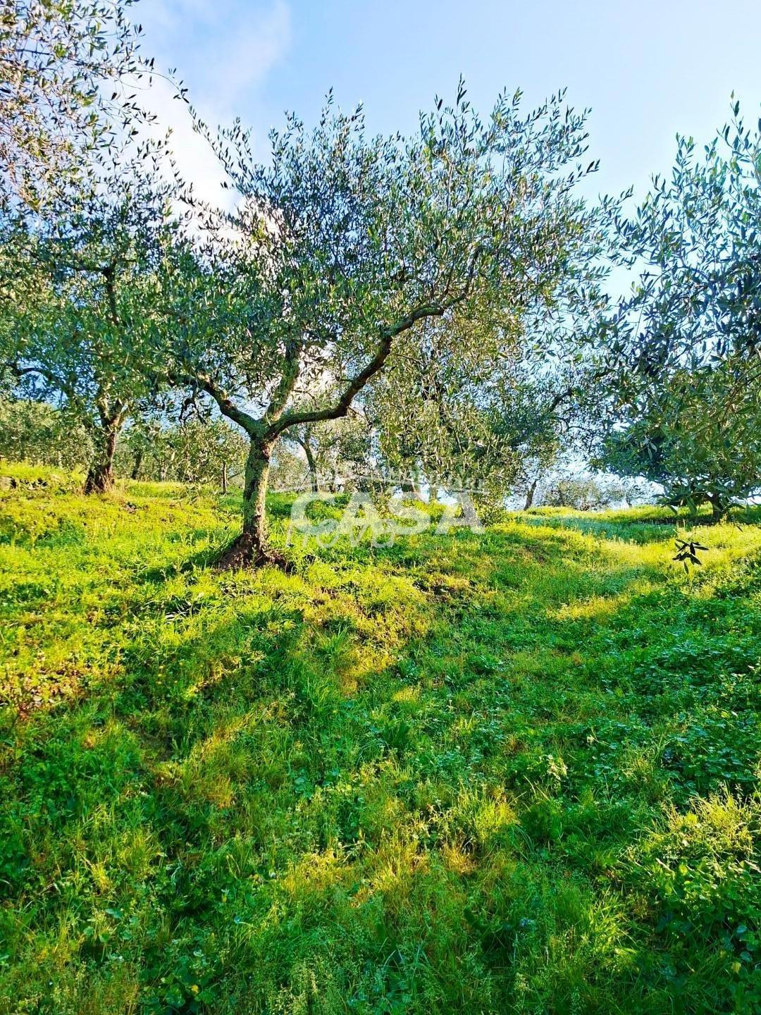 Terreno Edificabile in vendita a Buti