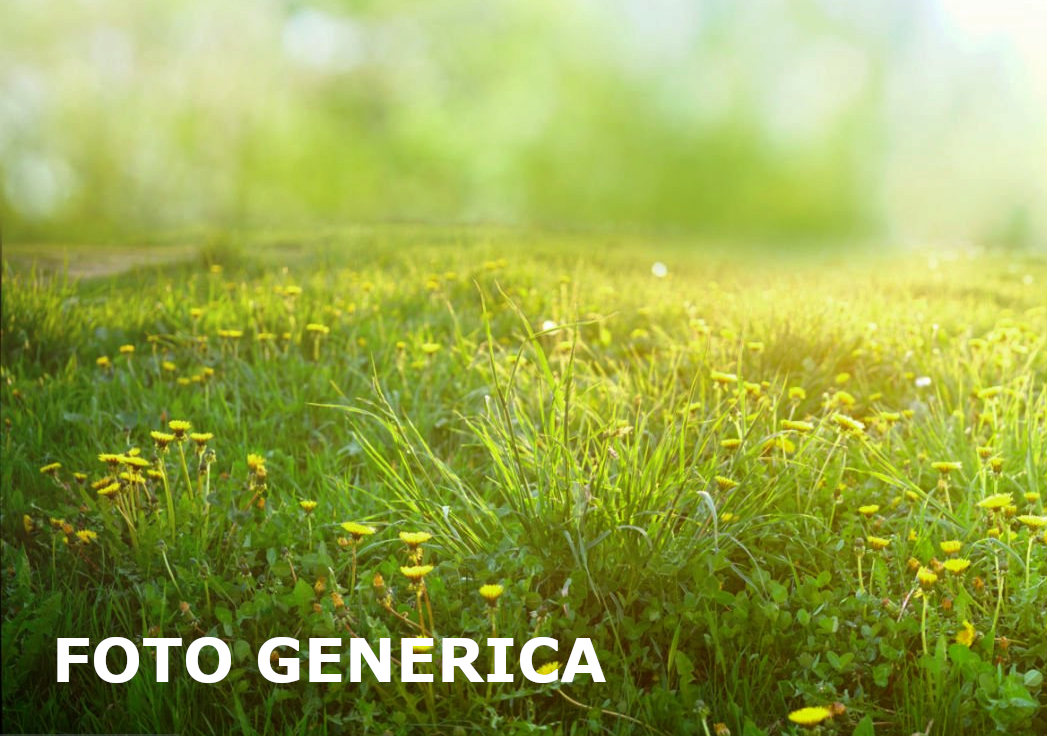 Terreno Agricolo in vendita, San Miniato serra