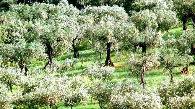 Terreno Agricolo in vendita a San Miniato
