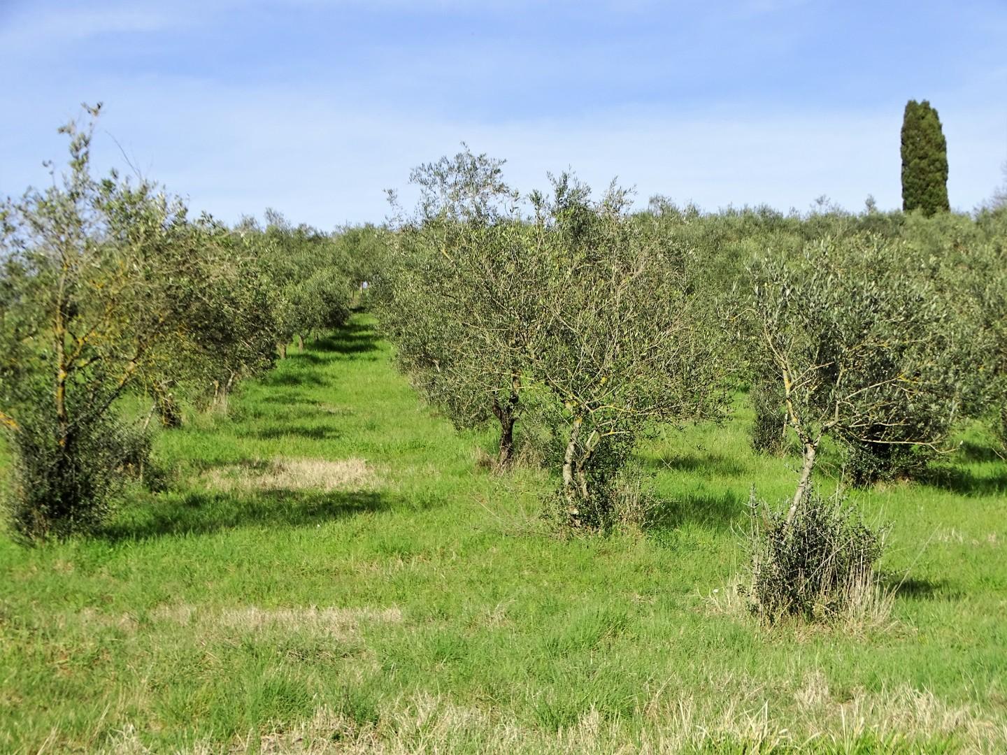 Attivit� commerciale in vendita a San Miniato