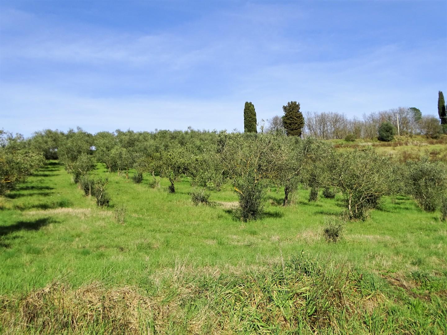 Attivit� commerciale in vendita a San Miniato