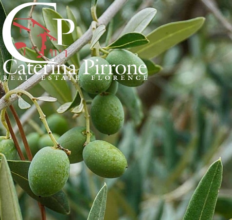 Terreno Agricolo in vendita a Bagno a Ripoli, Antella