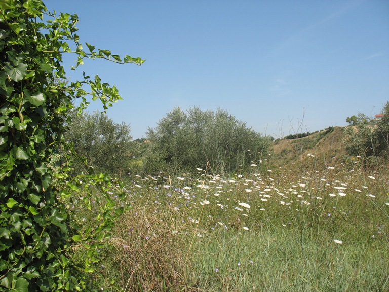 Terreno Agricolo in vendita a Spoltore, Villa Santa Maria