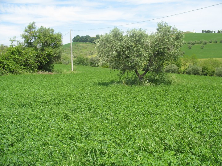 Terreno Agricolo in vendita a Spoltore, Villa Raspa
