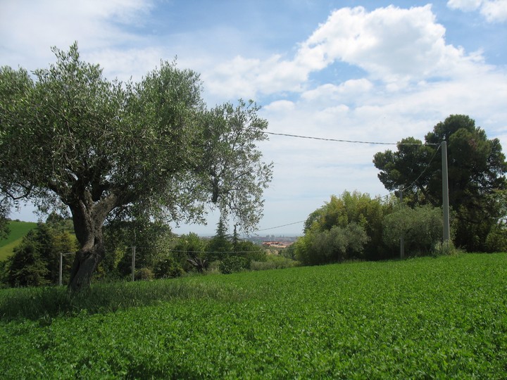 Terreno Agricolo in vendita a Spoltore, Villa Raspa