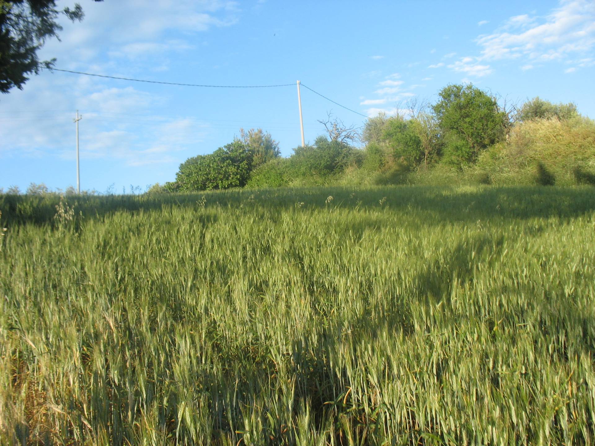 Terreno Agricolo in vendita a Spoltore, Villa Santa Maria