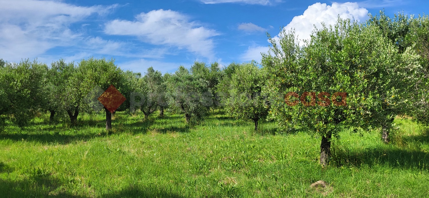 Terreno Agricolo in vendita a Cecina