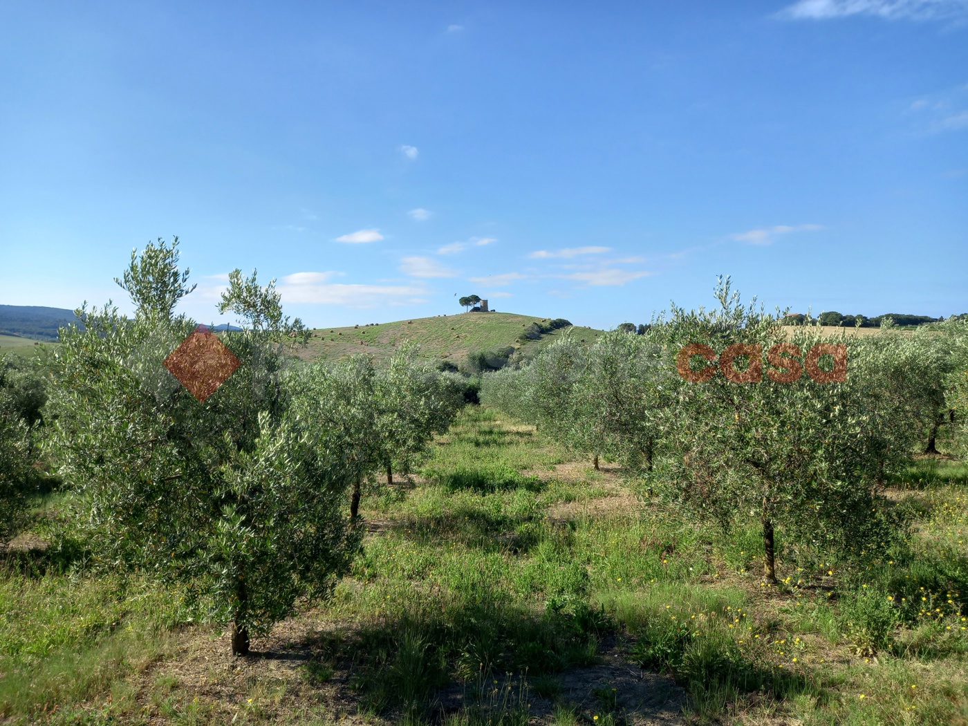 Terreno Agricolo in vendita a Bibbona