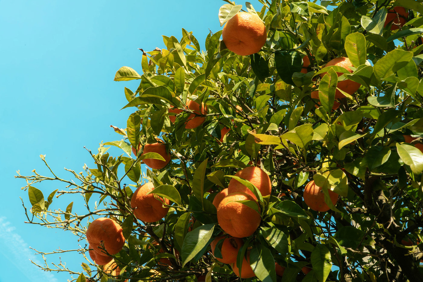 Appartamento in vendita a Bibbona