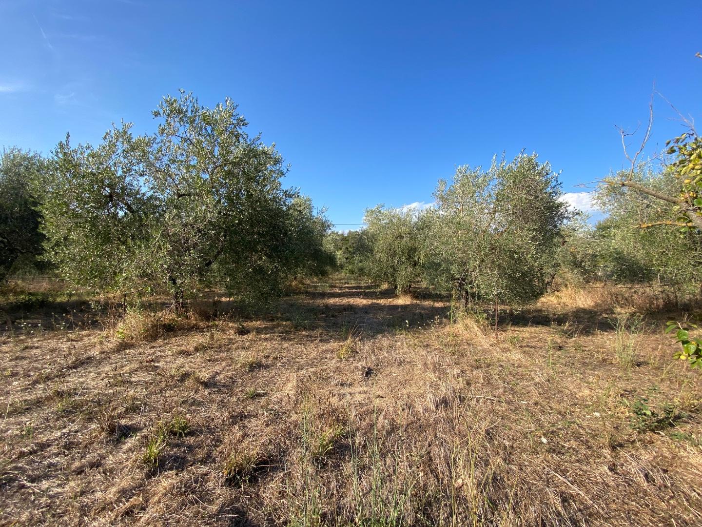 Terreno Agricolo in vendita, Piombino riotorto