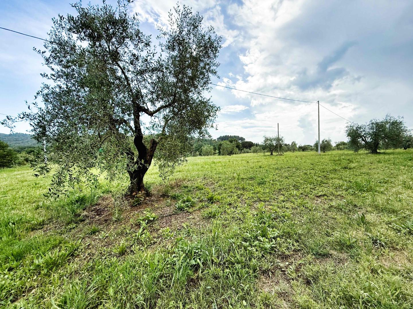 Terreno Agricolo in vendita, Piombino riotorto
