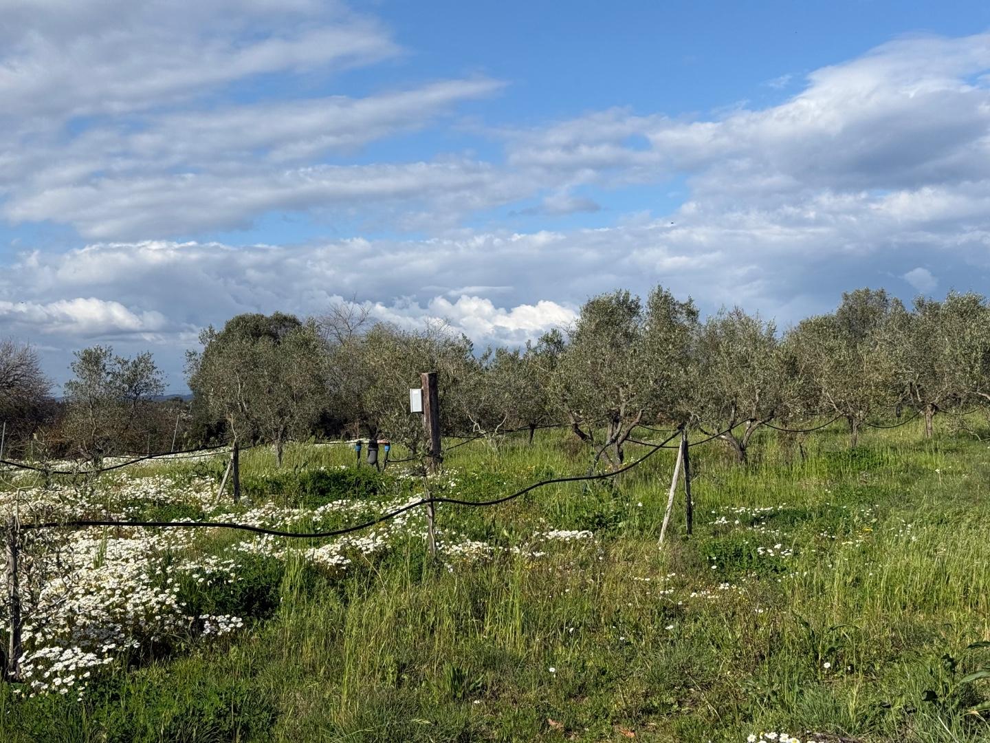 Terreno Agricolo in vendita, Piombino riotorto