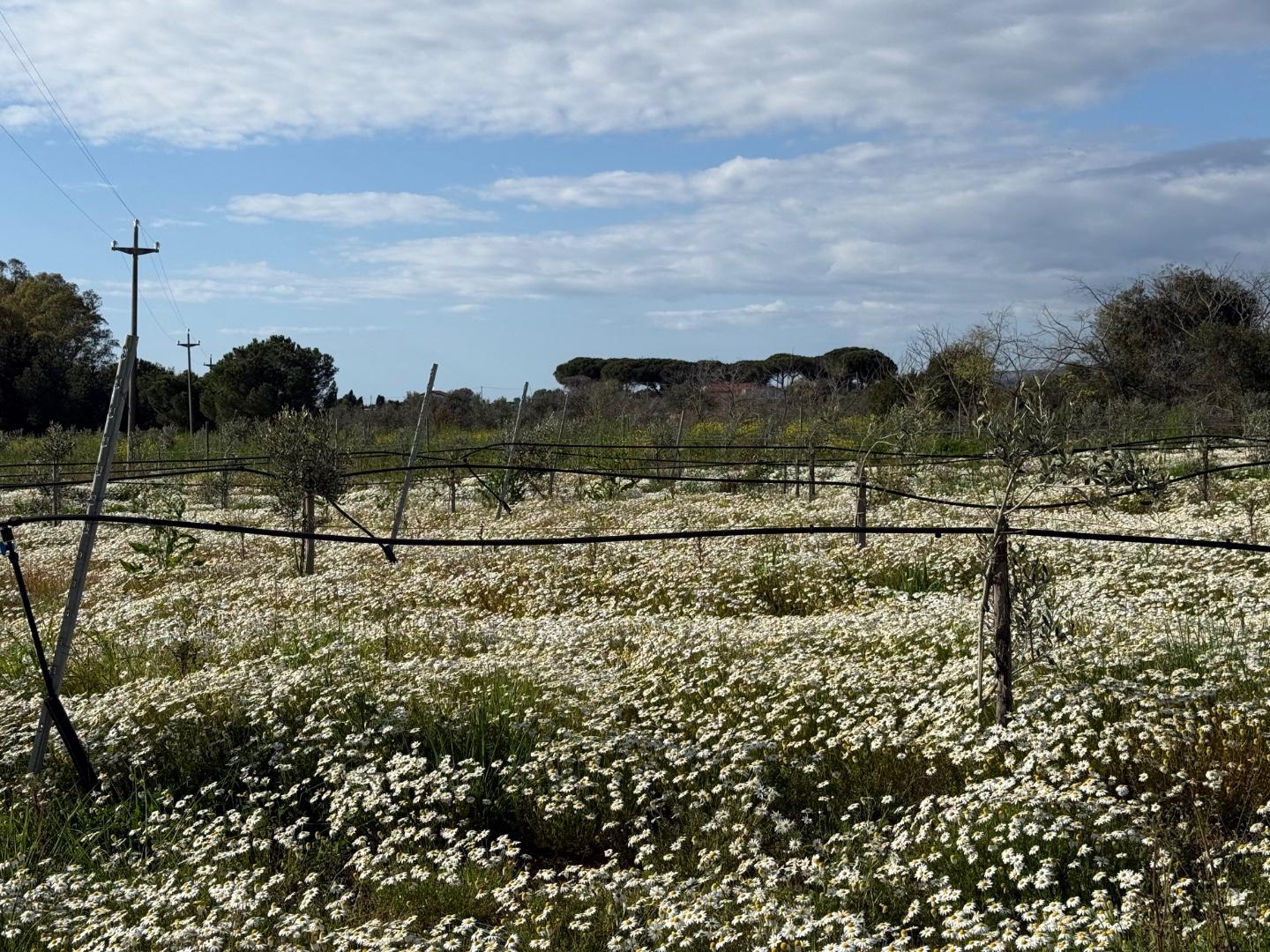 Terreno Agricolo in vendita, Piombino riotorto