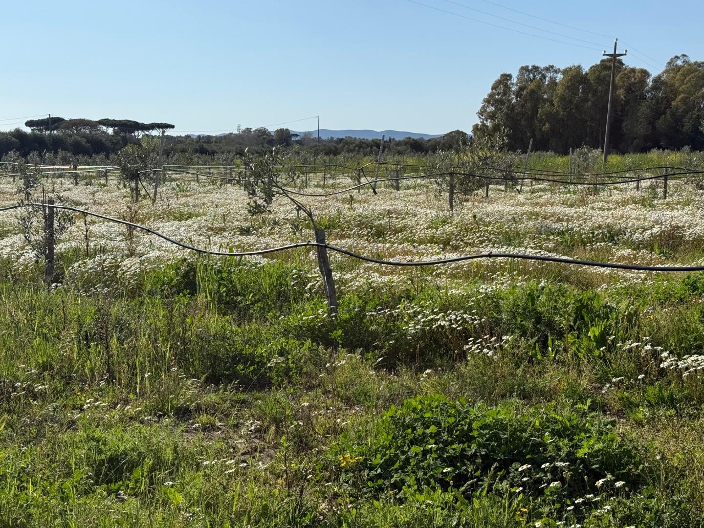 Terreno Agricolo in vendita, Piombino riotorto
