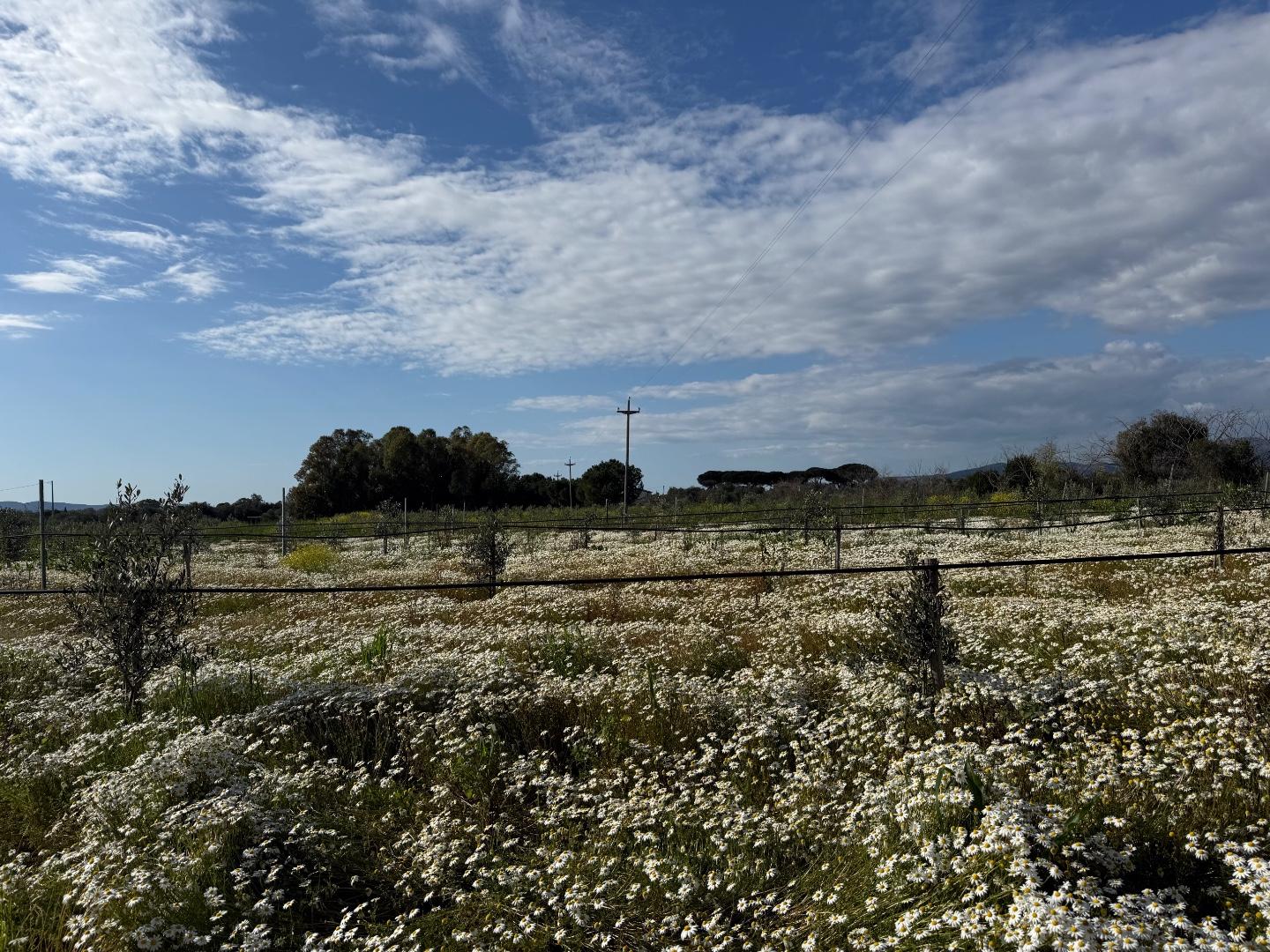 Terreno Agricolo in vendita, Piombino riotorto