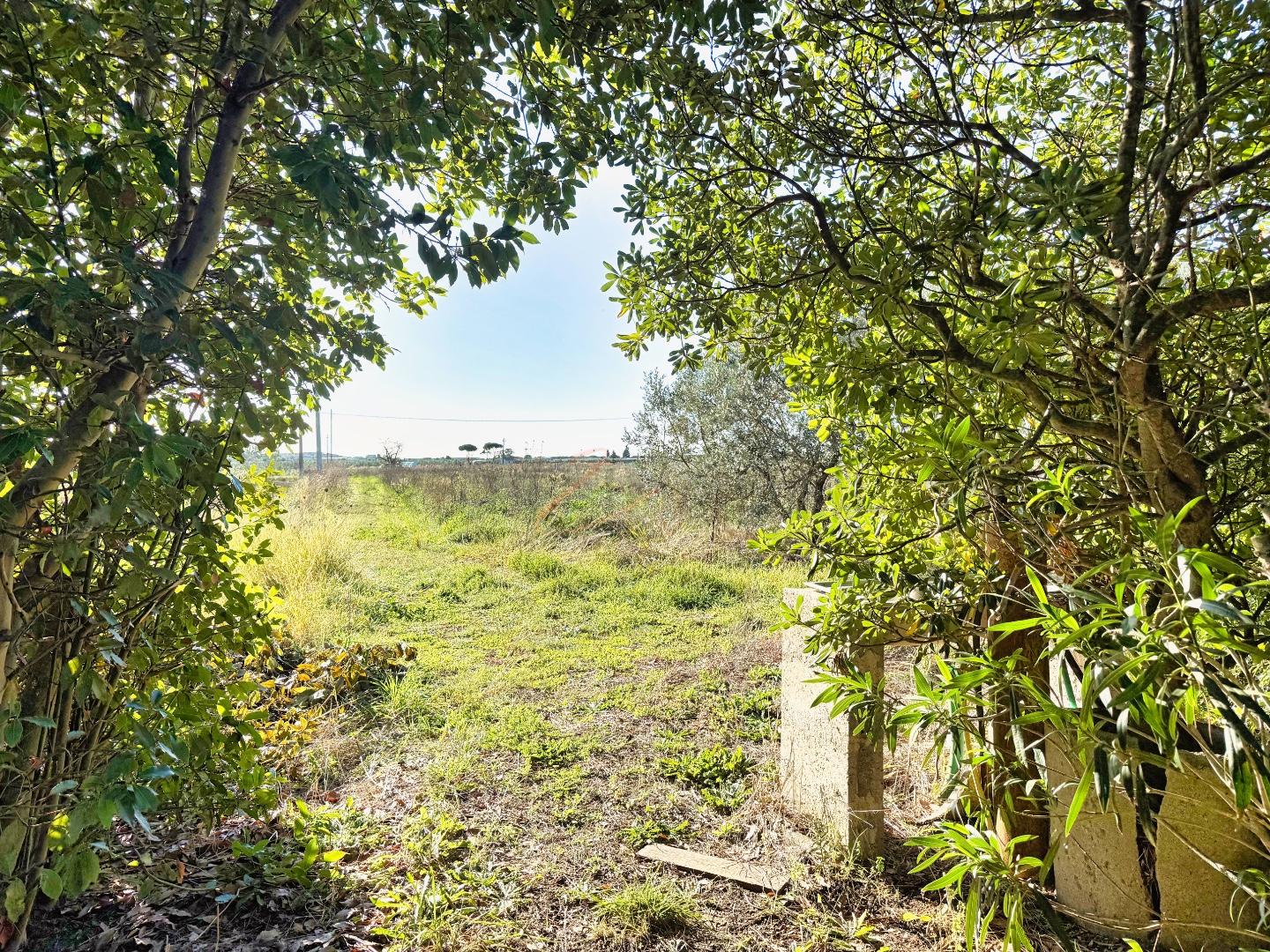 Terreno Agricolo in vendita, Piombino riotorto