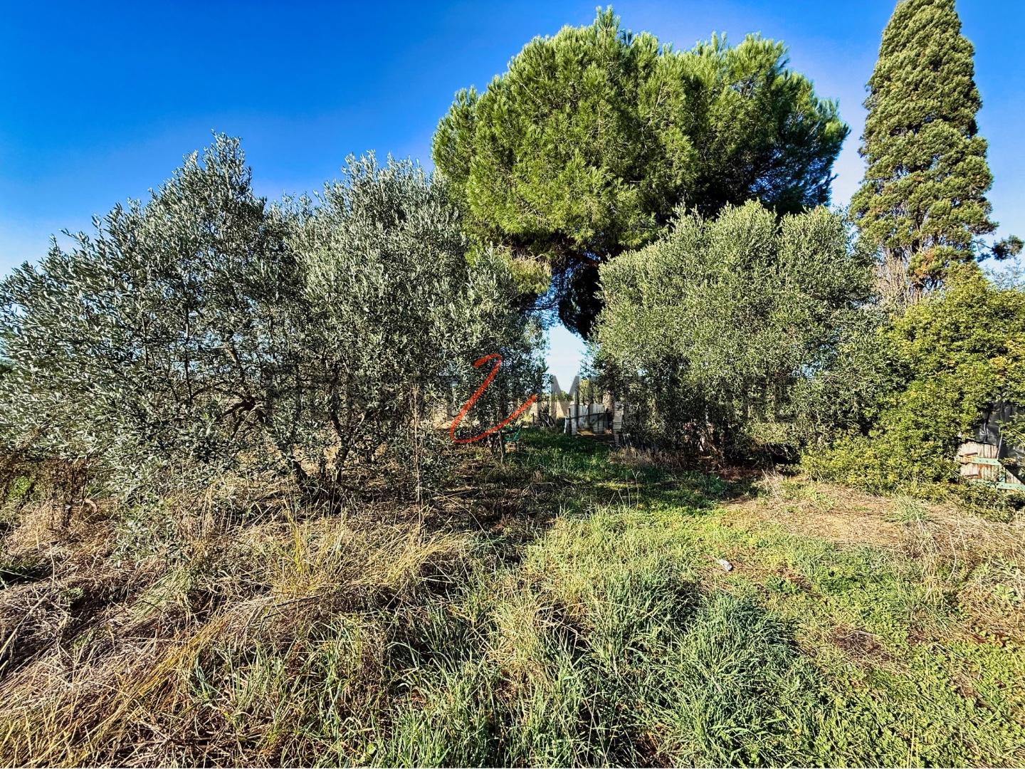 Terreno Agricolo in vendita, Piombino riotorto