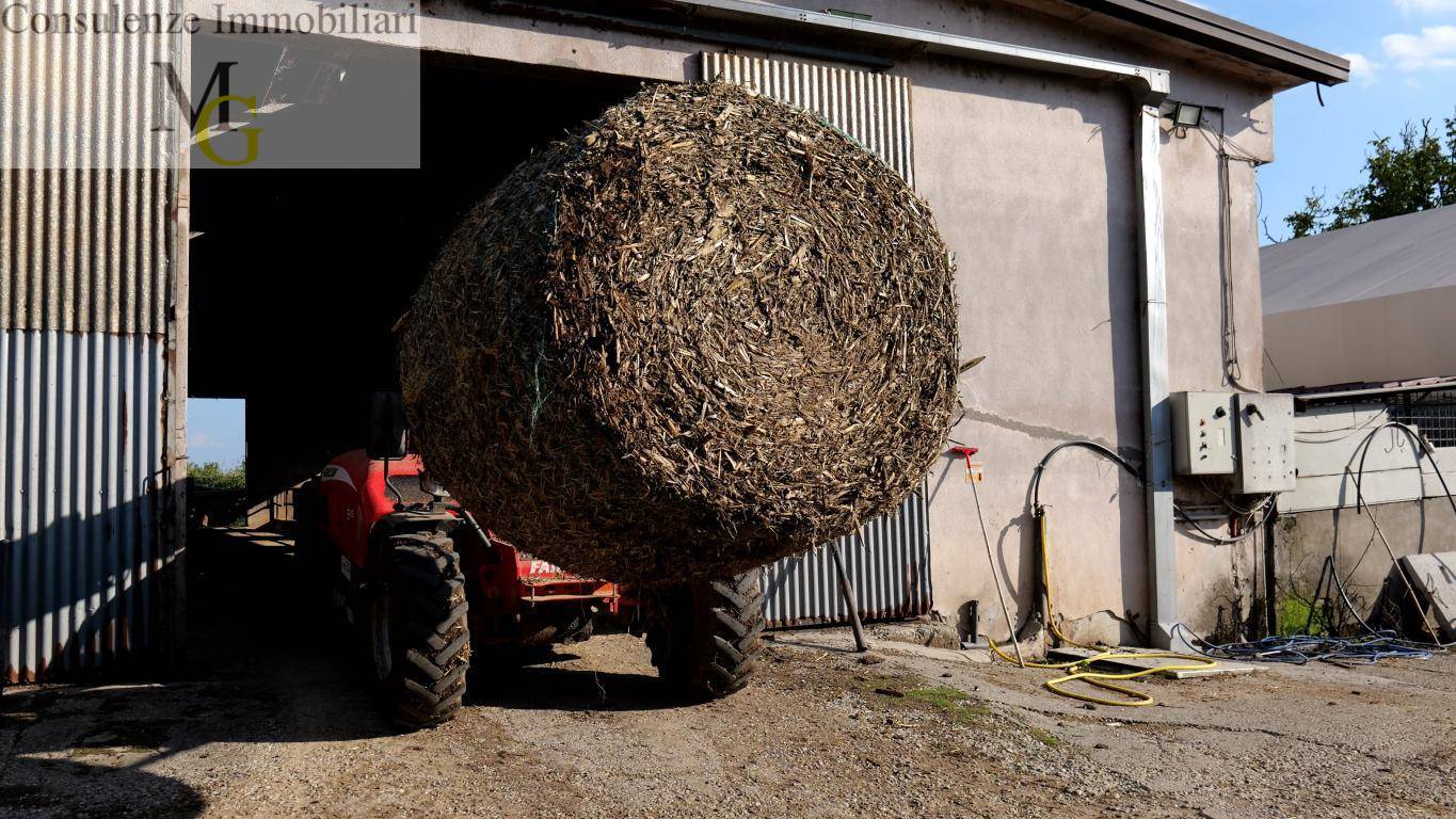 Azienda Agricola in vendita a Albaredo d'Adige
