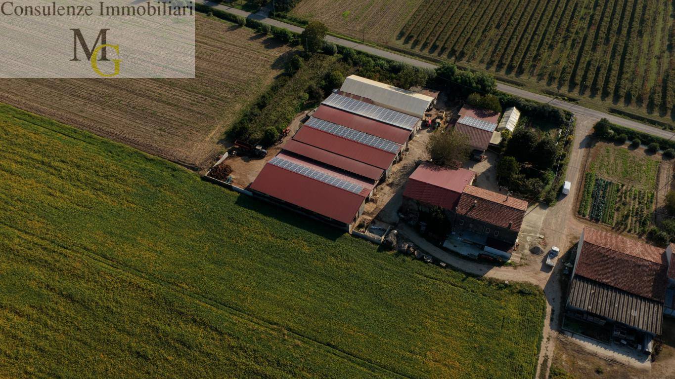 Azienda Agricola in vendita a Albaredo d'Adige