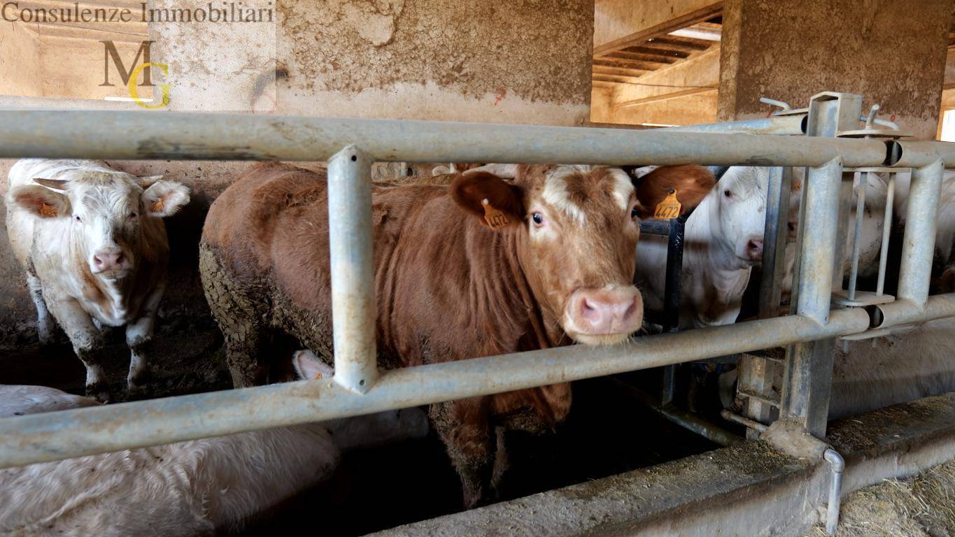 Azienda Agricola in vendita a Albaredo d'Adige