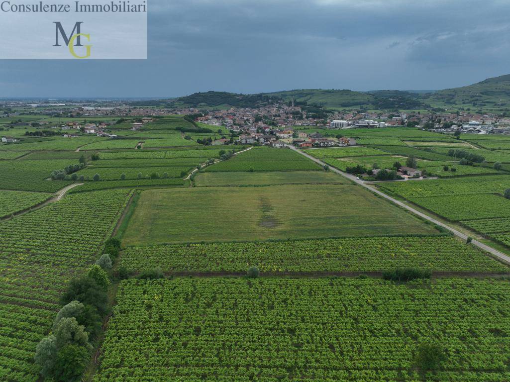 Terreno Agricolo in vendita a Monteforte d'Alpone