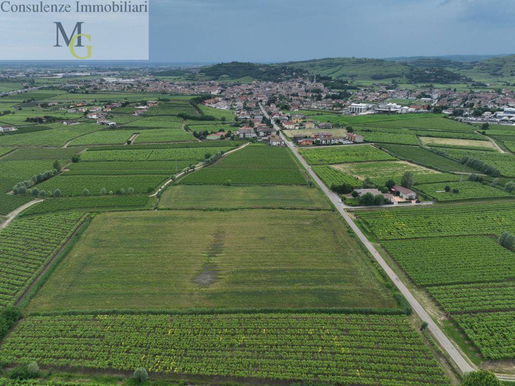 Terreno Agricolo in vendita a Monteforte d'Alpone