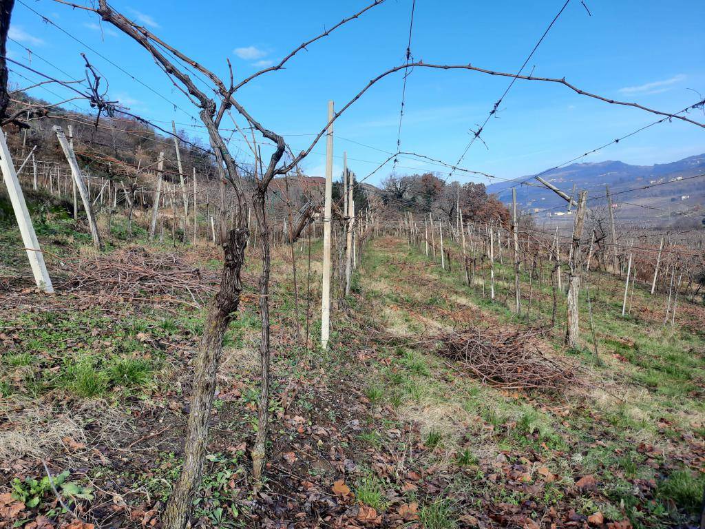 Terreno Agricolo in vendita a Monteforte d'Alpone, Costalunga