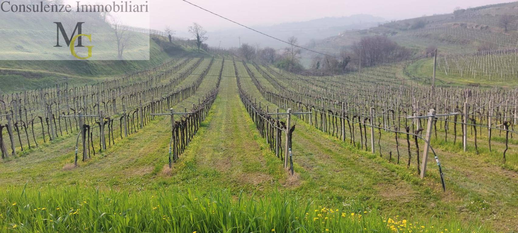 Terreno Agricolo in vendita a Colognola ai Colli