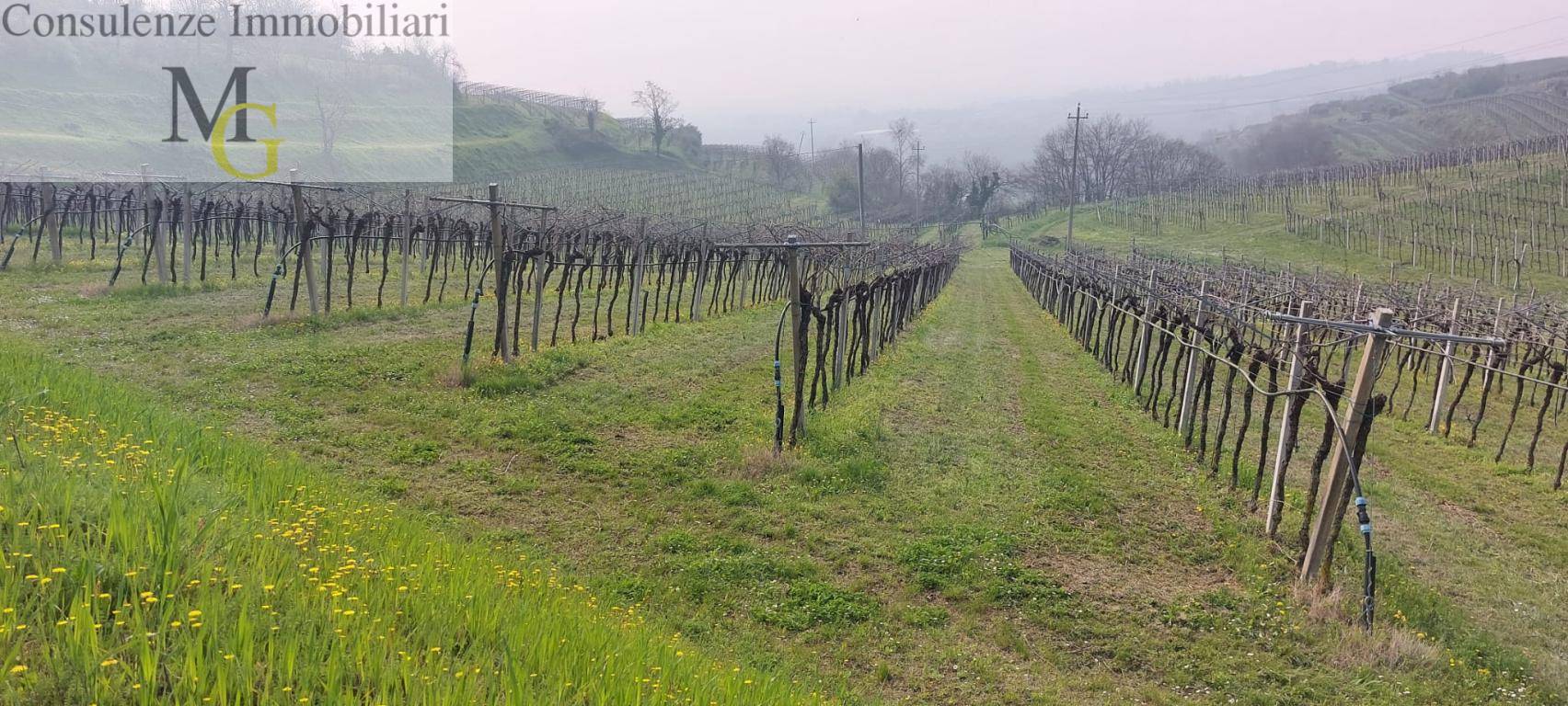 Terreno Agricolo in vendita a Colognola ai Colli