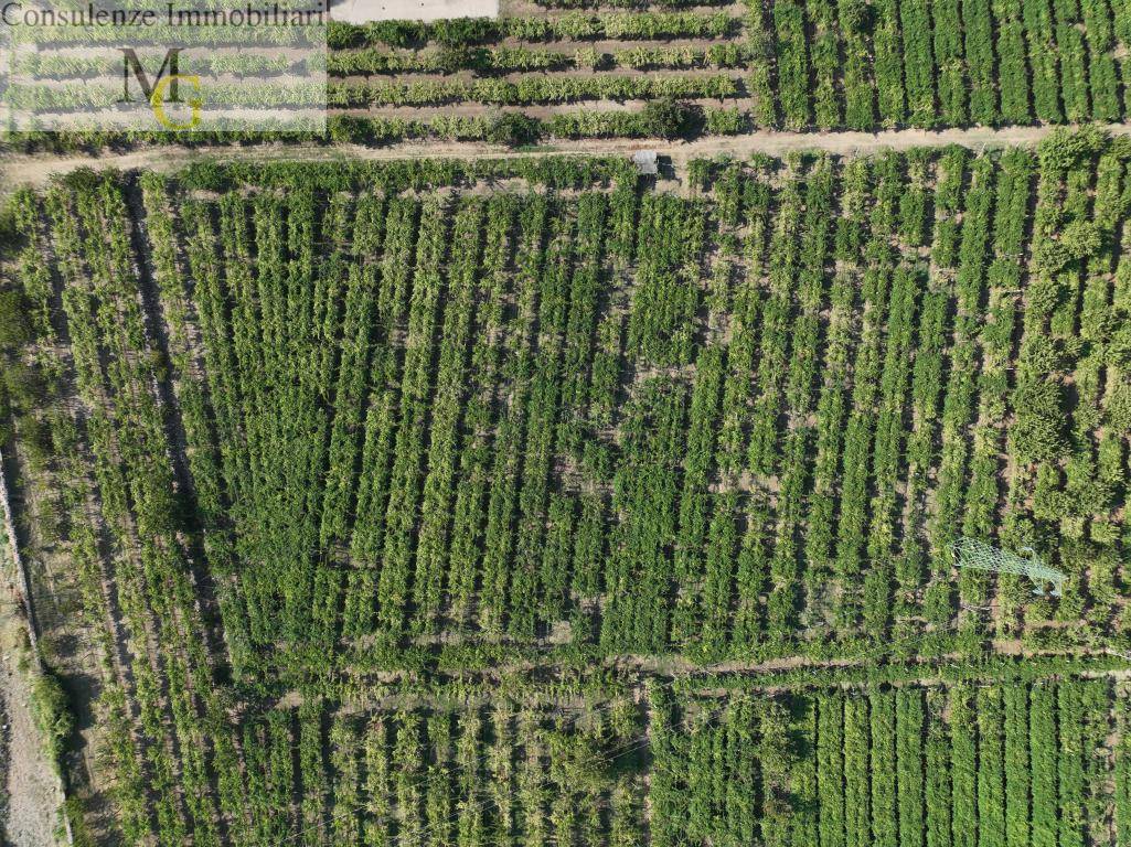 Terreno Agricolo in vendita a Montecchia di Crosara