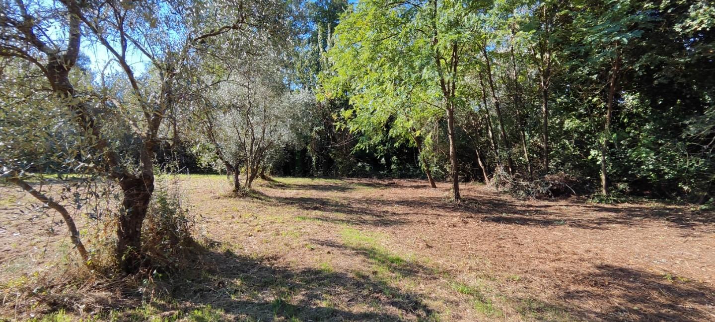 Terreno Agricolo in vendita, Bientina santa colomba