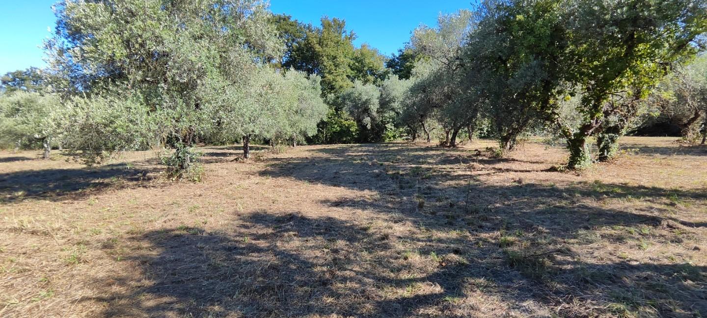 Terreno Agricolo in vendita, Bientina santa colomba