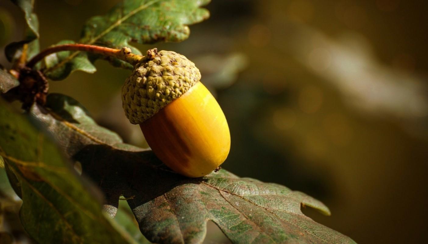Terreno Agricolo in vendita, Bientina santa colomba