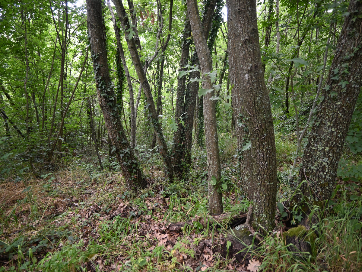 Terreno Agricolo in vendita, Bientina santa colomba