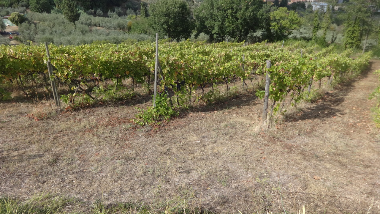Terreno in vendita a Carmignano