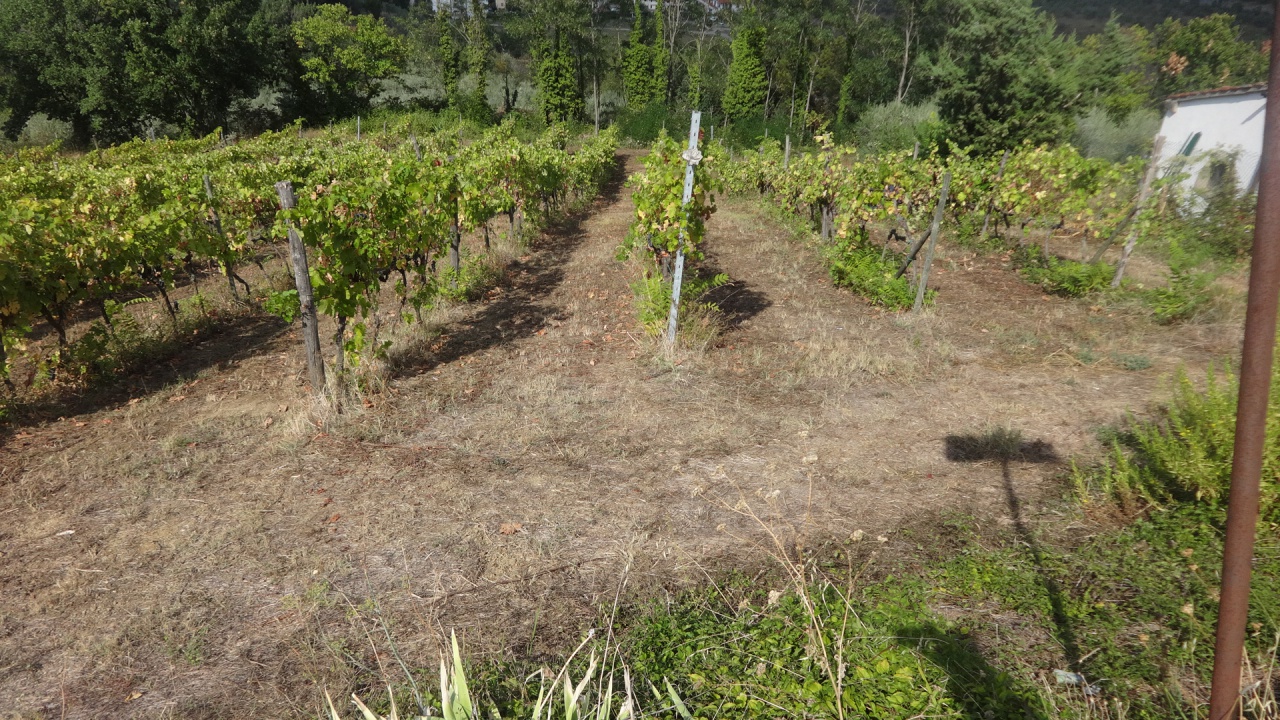 Terreno in vendita a Carmignano