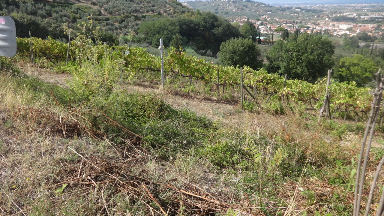 Terreno in vendita a Carmignano
